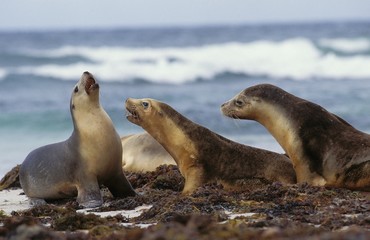 Naklejka premium Australian Sea Lion, neophoca cinerea, Females standing on Beach, Australia