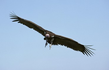 Fototapeta premium Lappet Faced Vulture, torgos tracheliotus, Adult in Flight against Blue Sky, Masai Mara Park in Kenya