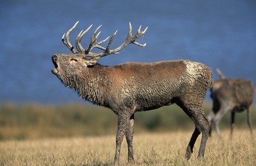 Red Deer, cervus elaphus, Stag Roaring during the Rutting season