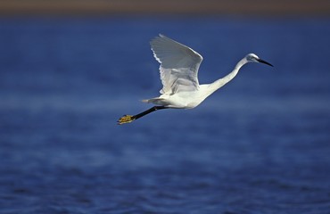 Intermediate Egret, egretta garzetta, Adult in flight, Namibia