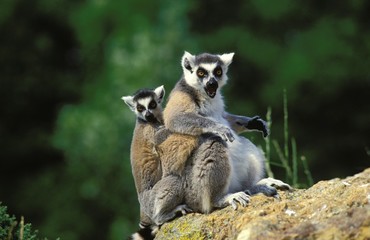 Ring Tailed Lemur, lemur catta, Mother with Young calling
