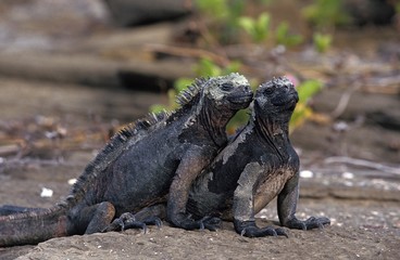 Galapagos Sea Iguana, amblyrhynchus cristatus, Adults standing on Rocks