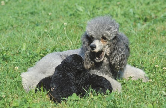 Grey Standard Poodle, Mother with Pup suckling