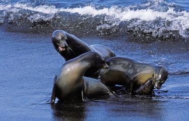 Fototapeta premium Galapagos Fur Seal, arctocephalus galapagoensis, Group standing on Beach