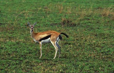 Thomson's Gazelle, gazella thomsoni, Mother Giving birth, Masai Mara Park in Kenya