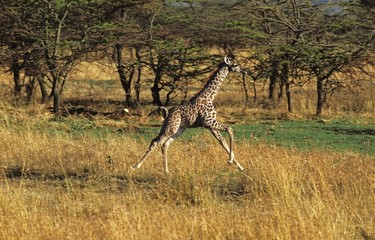 Masai Giraffe, giraffa camelopardalis tippelskirchi, Calf running, Masai Mara Park in Kenya © slowmotiongli