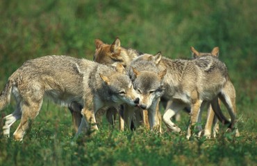European Wolf, canis lupus, Pack