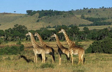 Fototapeta premium Masai Giraffe, giraffa camelopardalis tippelskirchi, Herd in Savannah, Masai Mara Park in Kenya