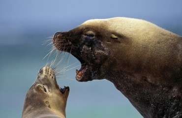 Fototapeta premium Australian Sea Lion, neophoca cinerea, Pair in Defensive Posture, Australia