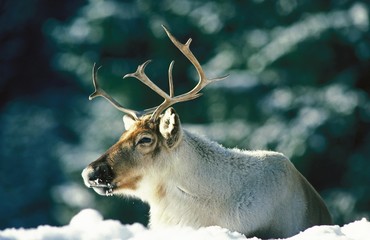 Reindeer, rangifer tarandus, Male laying on Snow
