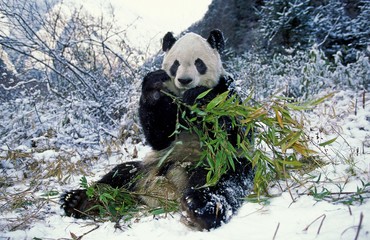 Giant Panda, ailuropoda melanoleuca, Adult eating Bamboo, Wolong Reserve in China