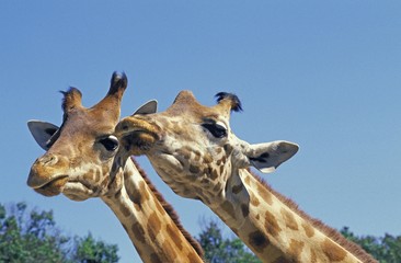 Rothschild's Giraffe, giraffa camelopardalis rothschildi, Nakuru Lake in Kenya