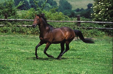 English Thoroughbred Horse Galloping in Paddock
