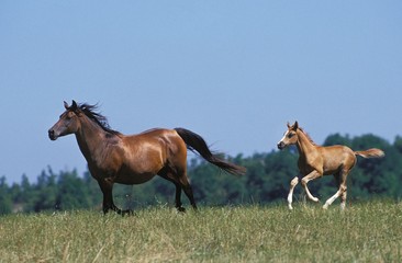 Anglo Arab Horse, Mare with Foal Galloping through Meadow