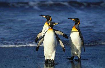 Fototapeta na wymiar King Penguin, aptenodytes patagonica, Group standing on Beach, Salisbury Plain in South Georgia