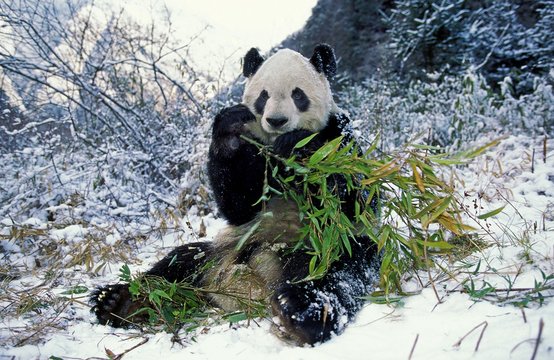 panda bear in snow clip art
