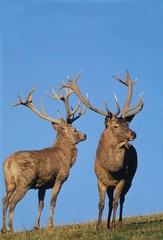 Red Deer, cervus elaphus, Stag against Blue Sky