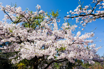 cherry blossoms blooming in Alishan of Chiayi. Alishan Forest Recreation Area in Chiayi, Taiwan.