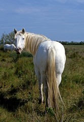 Camargue Horse, standing in Swamp, Saintes Marie de la Mer in Camargue, in the South of France