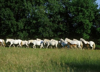 Camargue Horse, Herd standing in Meadow