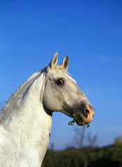 Camargue Horse, Portrait of Adult with Grass in its Mouth