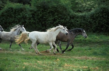 Lipizzan Horses, Herd Galloping through Meadow