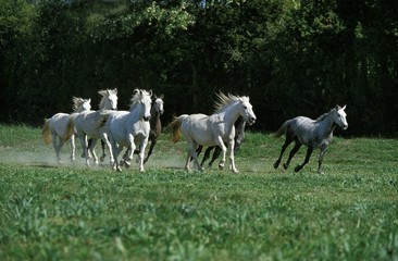 Fototapeta na wymiar Lipizzan Horses, Herd Galloping through Meadow