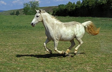 Obraz na płótnie Canvas Lipizzan Horses, Adult Galloping through Meadow