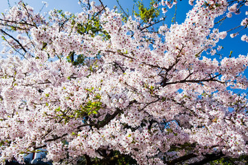 cherry blossoms blooming in Alishan of Chiayi. Alishan Forest Recreation Area in Chiayi, Taiwan.