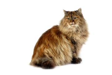 Tortoiseshell Persian Domestic Cat, Female sitting against White Background
