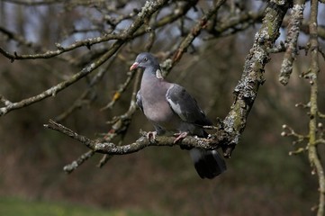 Wood Pigeon, columba palumbus, Adult standing on Branch, Normandy