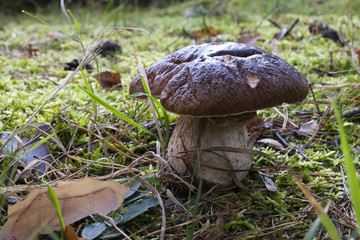 Piękny i duży jesienny prawdziwek © qrrr