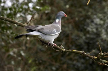 Wood Pigeon, columba palumbus, Adult standing on Branch, Normandy