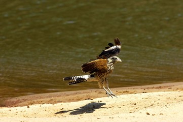 Yellow-Headed Caracara, milvago chimachima, Immature in Flight, Landing, Los Lianos in Venezuela