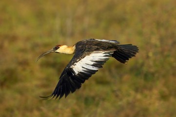 Buff-Necked Ibis, theristicus caudatus, Adult in Flight, Los Lianos in Venezuela
