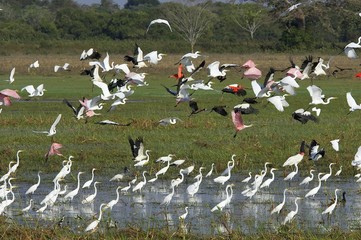 Fototapeta na wymiar Great White Egret, casmerodius albus, Group standing in Swamp with Scarlet Ibis, Red-billed whistling duck, Roseate spoonbill and White-faced whistling duck, Flight, Los Lianos in Venezuela