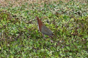 Rufescent Tiger-Heron, tigrisoma lineatum, Adult standing in Swamp, Los Lianos in Venezuela