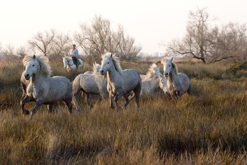 Fototapeta premium Camargue Horse, Herd standing in Swamp, Saintes Marie de la Mer in Camargue, in the South of France