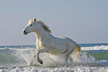 Camargue Horse, Adult Galloping on the Beach, Saintes Marie de la Mer in Camargue, in the South of...