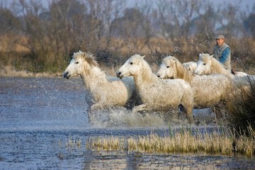 Camargue Horse, Herd Trotting in Swamp, Saintes Marie de la Mer in Camargue, in the South of France
