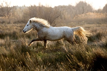 Camargue Horse, Adult Trotting through Swamp, Saintes Marie de la Mer in Camargue, in the South of...