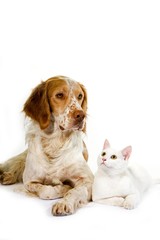French Spaniel Male (Cinnamon Color) and White Domestic Cat laying against White Background