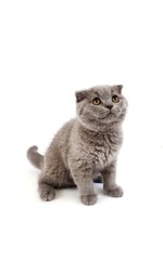 Blue Scottish Fold Domestic Cat, 2 Months Old Kitten against White Background