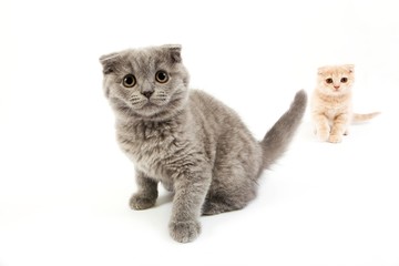 Blue Scottish Fold and Cream Scottish Fold Domestic Cat, 2 Months Old Kittens against White Background