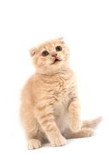 Cream Scottish Fold Domestic Cat, 2 Months Old Kitten against White Background