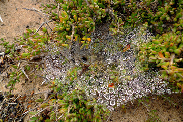 Dew drops on a spider web attracts thirsty insects to become a scrumptious breakfast