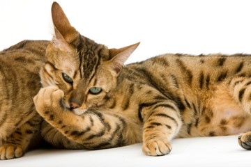 Brown Spotted Tabby Bengal Domestic Cat, Adult licking its paw against White Background