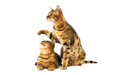 Brown Spotted Tabby Bengal Domestic Cat, Adults playing against White Background