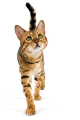 Brown Spotted Tabby Bengal Domestic Cat, Adult against White Background