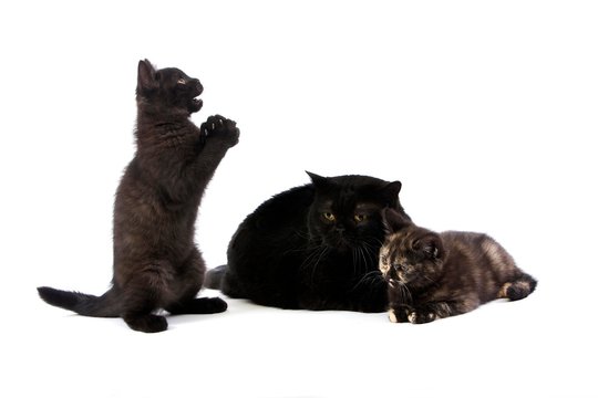 Black British Shorthair Femelae with Black Tortoise-shell British Shorthair and Black British Shorthair Kittens, Domestic Cat against White Background